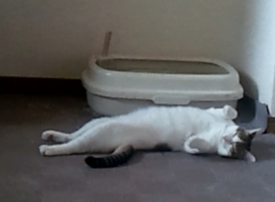 Cat pictures｜トイレの前で・・・