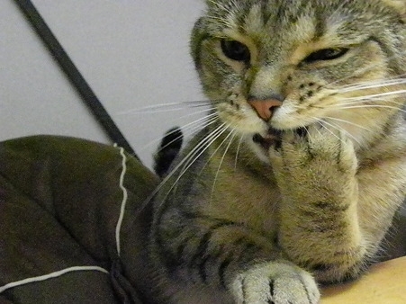 Cat pictures｜「チッ！カリカリが歯に挟まっちまった！」