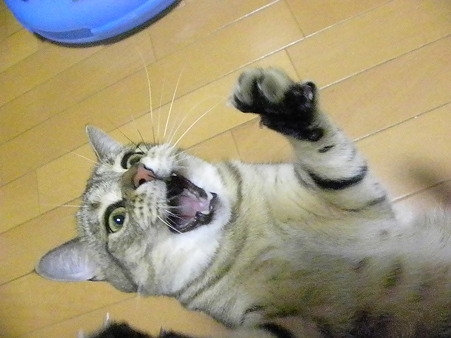 Cat pictures｜おー！まいがぁぁぁぁ～～(°◇°)~！
