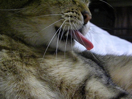 Cat pictures｜カメレオン猫！