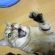 Cat pictures｜おー！まいがぁぁぁぁ～～(°◇°)~！