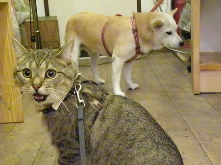 Cat pictures｜「犬語、教えてください！」