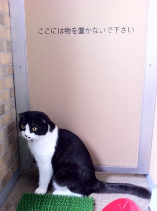 Cat pictures｜ちがうよっ！