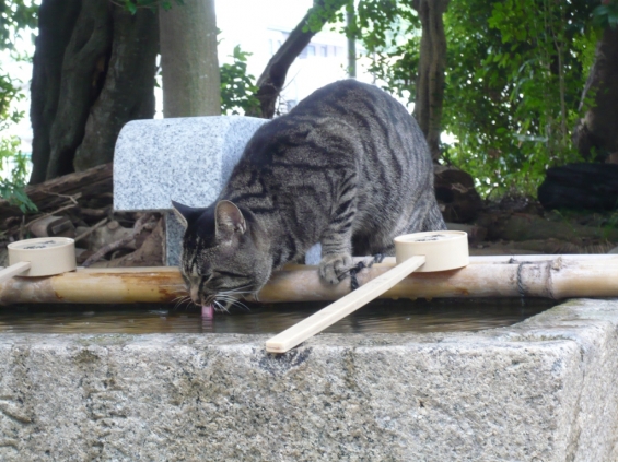Cat pictures｜神社にて