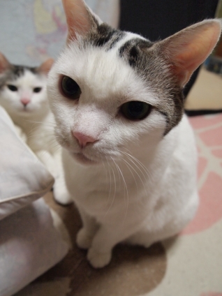 Cat pictures｜ミュミュ