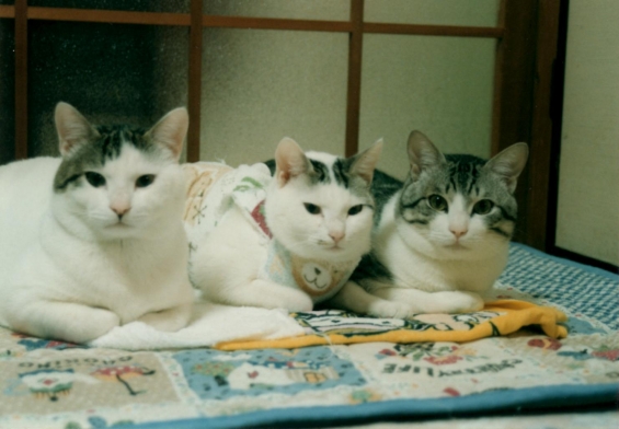 Cat pictures｜兄妹♪