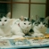 Cat pictures｜兄妹♪