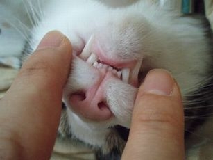 Cat pictures｜歯の健診