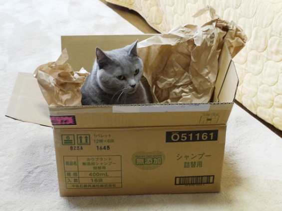 Cat pictures｜幸せのゴミ箱姫
