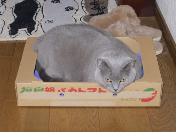 Cat pictures｜親ばかトマト
