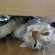 Cat pictures｜あ〜つ〜い〜〜