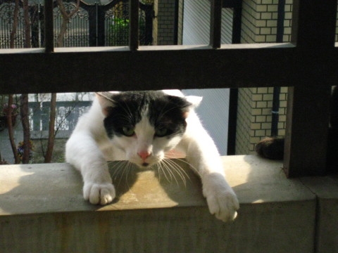 Cat pictures｜たすけてにゃ~(=ω=；)