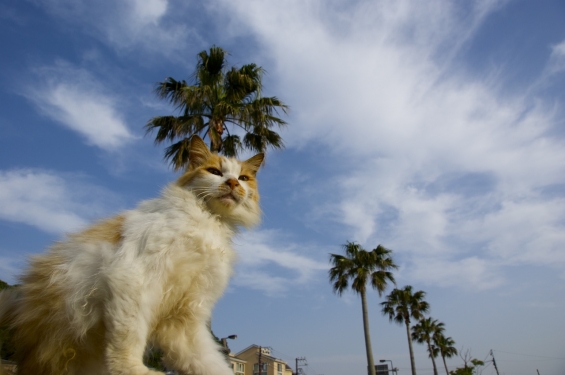 Cat pictures｜Under The Blue Sky