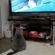 Cat pictures｜テレビ好き♪