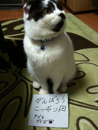 Cat pictures｜ニッポンのだいちゃん