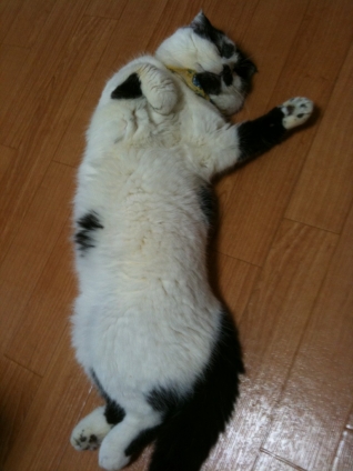 Cat pictures｜にゃんでやねん！！