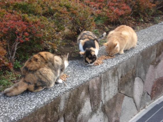 Cat pictures｜別府のネコさん（その４）