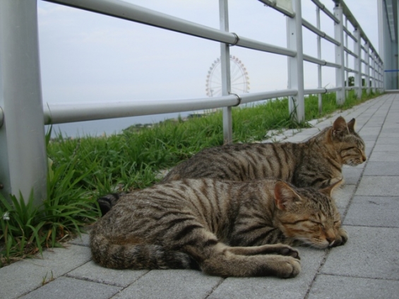 Cat pictures｜淡路島のネコさん（その２）