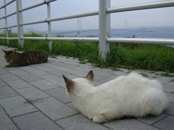 Cat pictures｜淡路島のネコさん（その３）