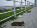 淡路島のネコさん