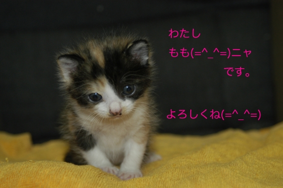 Cat pictures｜あいさつ(=^_^=)ニャゥ