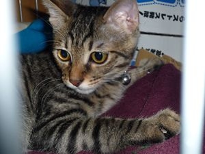 Cat pictures｜今日のベン（８月２３日）
