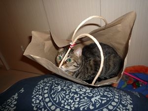 Cat pictures｜お品物をお忘れないように
