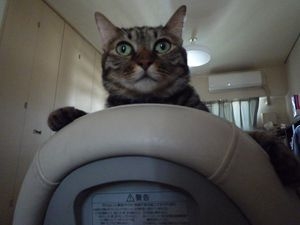 Cat pictures｜乗馬中③