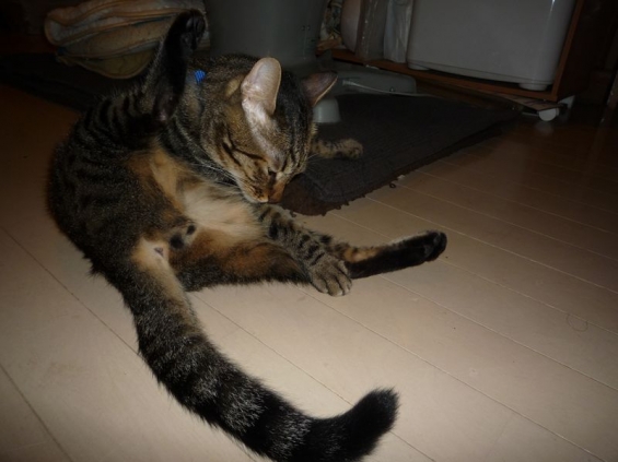Cat pictures｜踊り子さん①