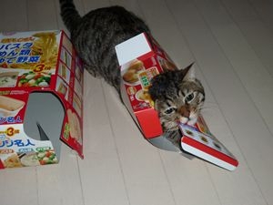 Cat pictures｜今日のベン（９月１０日）