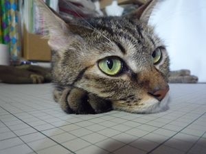 Cat pictures｜今日のベン（９月２３日）