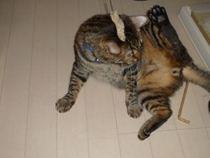 Cat pictures｜踊り子さん③