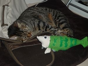 Cat pictures｜あのね、魚ちゃん、今日ね...