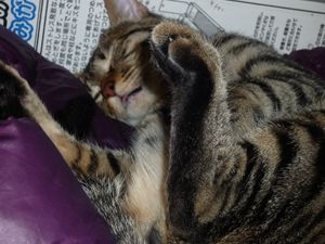 Cat pictures｜今日のベン（１月２４日）