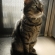 Cat pictures｜今日のベン（４月３日）