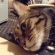 Cat pictures｜今日のベン（11月11日）