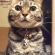 Cat pictures｜今日のベン（11月23日）