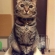 Cat pictures｜今日のベン（2月14日）