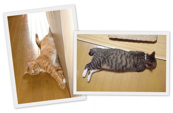 Cat pictures｜暑い日の寝子　二匹