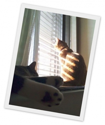 Cat pictures｜太陽ママにおはようさん