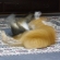 Cat pictures｜MIU,LEOバトルゲーム