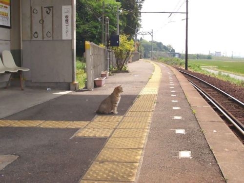 Cat pictures｜電車が来にゃい