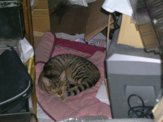 Cat pictures｜震災した部屋の中で誰か寝ている…。