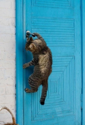 Cat pictures｜ドアの開け方
