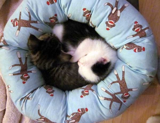 Cat pictures｜Ying Yang