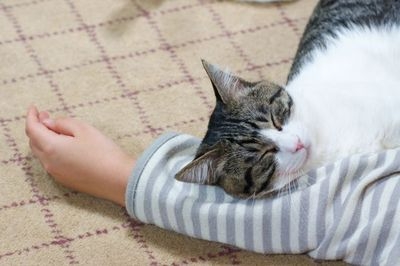Cat pictures｜腕枕