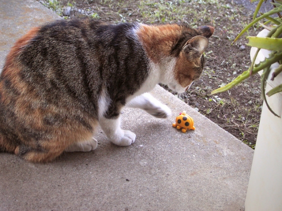 Cat pictures｜動かにゃい