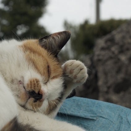 Cat pictures｜明日は雨