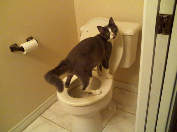 Cat pictures｜トイレ中です