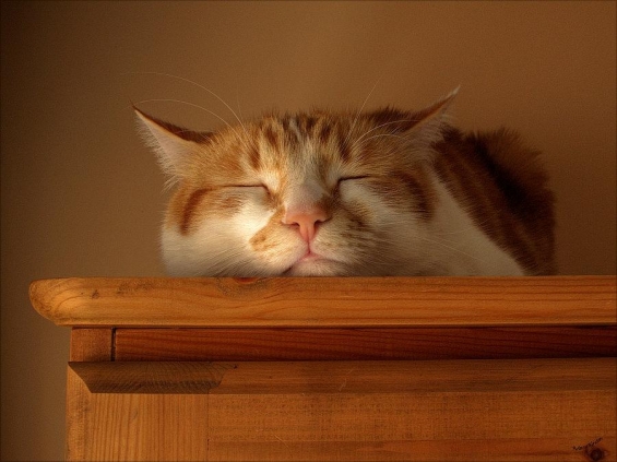 Cat pictures｜棚の上で熟睡